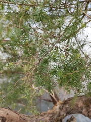 Kunzea tenuicaulis