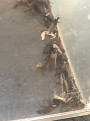 Camponotus maritimus