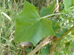 Delairea odorata