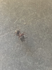 Camponotus maritimus