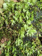 Leucobryum juniperoideum