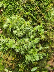 Leucobryum juniperoideum