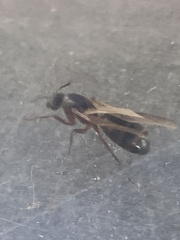 Camponotus maritimus