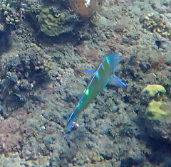 Halichoeres radiatus