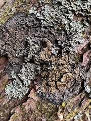 Fuscopannaria leucosticta