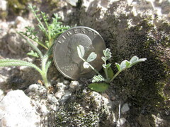 Astragalus tricarinatus