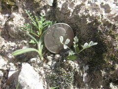 Astragalus tricarinatus