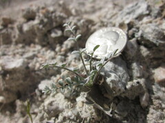 Astragalus tricarinatus