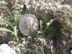 Astragalus tricarinatus