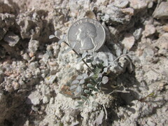 Astragalus tricarinatus