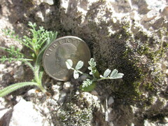 Astragalus tricarinatus