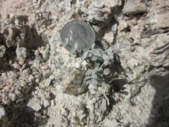 Astragalus tricarinatus