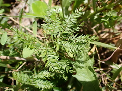 Asparagus scandens