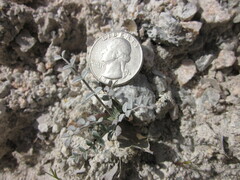 Astragalus tricarinatus