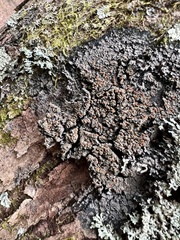 Fuscopannaria leucosticta