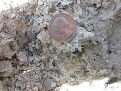 Astragalus tricarinatus