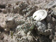 Astragalus tricarinatus