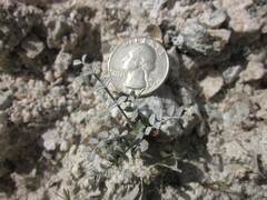 Astragalus tricarinatus