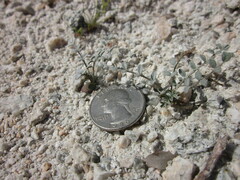 Astragalus tricarinatus