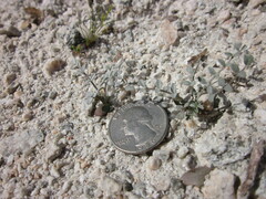 Astragalus tricarinatus