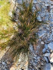 Marsippospermum gracile