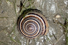 Architectonica perspectiva