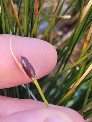 Marsippospermum gracile