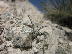 Astragalus tricarinatus