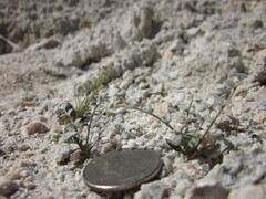 Astragalus tricarinatus