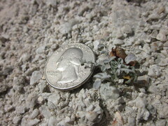 Astragalus tricarinatus