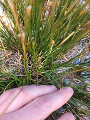 Marsippospermum gracile