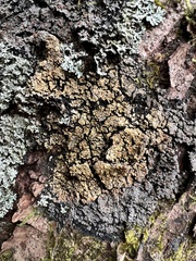 Fuscopannaria leucosticta