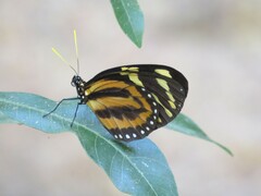 Lycorea halia atergatis