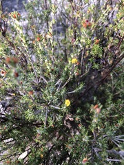 Phyllota pleurandroides