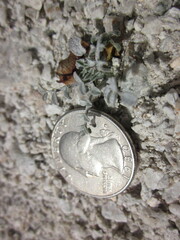 Astragalus tricarinatus