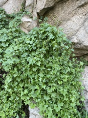 Delairea odorata