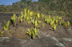 Philodendron edmundoi
