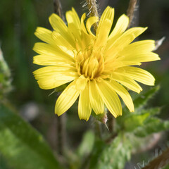 Helminthotheca echioides