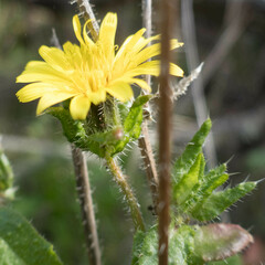 Helminthotheca echioides