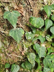 Hedera rhombea