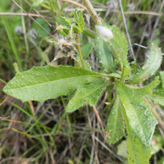 Helminthotheca echioides