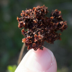 Eriogonum fasciculatum