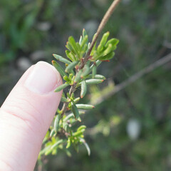 Eriogonum fasciculatum