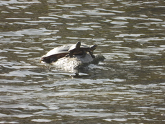 Trachemys scripta elegans