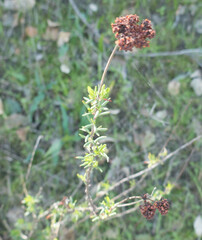 Eriogonum fasciculatum