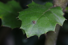 Dryocosmus minusculus