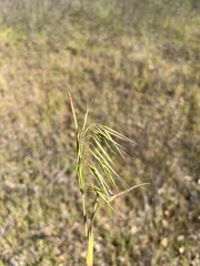 Bromus tectorum