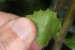 Dryocosmus minusculus