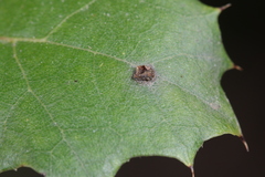 Dryocosmus minusculus