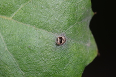 Dryocosmus minusculus